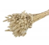 DMUSZEK JAJOWATY SUSZONY NATURALNY ( LAGURUS OVATUS)150 GRAM/OPAK- około 700-750 pączków