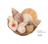 Rozgwiazdy  muszle wyroby z muszli