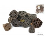 LOTOS 4 - 6 cm, 12 sztuk w opakowaniu