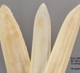 BOAT BIELONY 40-60 CM -12 SZT/OPAK