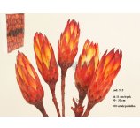 Susz egzotyczny z Afryki  2022